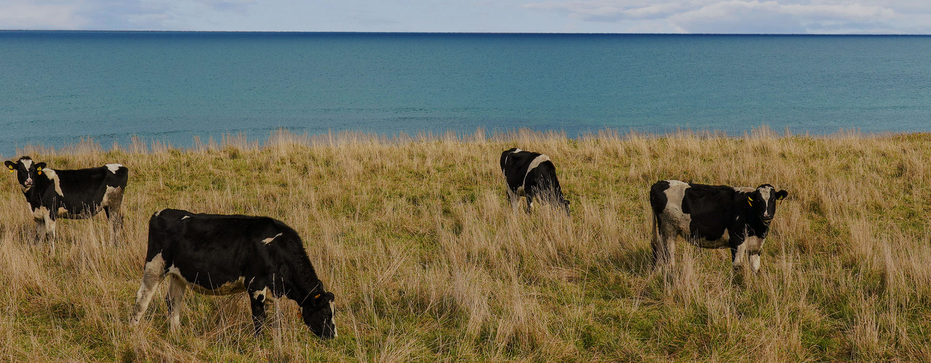 雄武酪農振興会